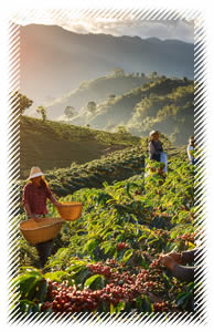 hand selected coffee beans